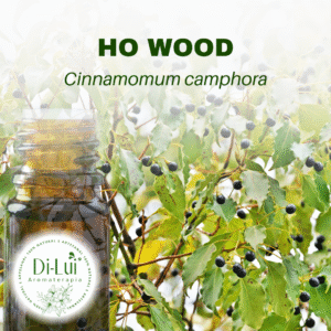 HO WOOD/ÓLEO ESSENCIAL DE HO WOOD